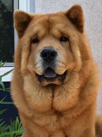 Lux-Chow&acute;s Bella-Kimba &quot;Kimba&quot;